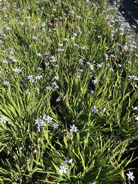 Sisyrinchium Suwannee Blue Eyed Grass 1gallon Mail Order Natives