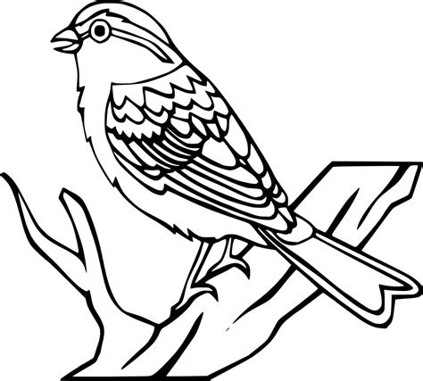 Regular Robin Bird Coloring Page Download Print Or Color Online For Free