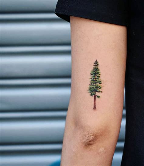 Pine Tree Tattoo By Dragon Ink