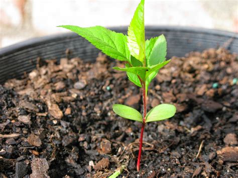 How To Grow An Apple Tree From Seed Step By Step Grow Avocado From