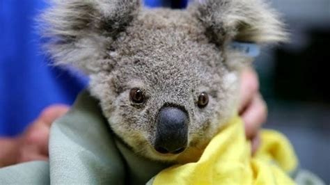 Petition · Save The Koalas From Extinction By 2050 Australia ·