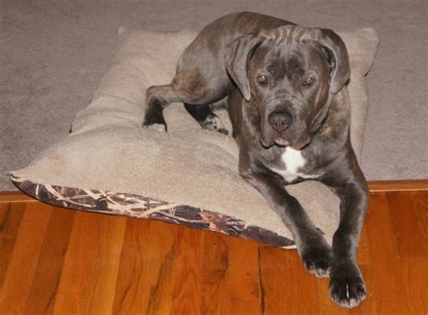 Our Cane Corso 6 Months Old 80 Lbs Cane Corso Animals 6 Month Olds