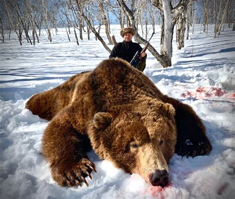 Bear Hunting Outfitter In Russia Guided Brown Bear Hunts In Russia