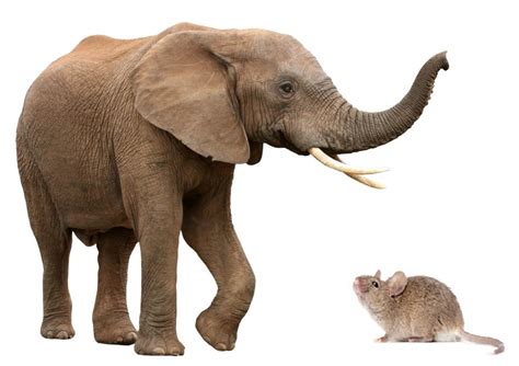 Animal World Are Elephants Afraid Of Mice