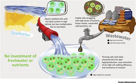Mixing Seawater With A Little Wastewater To Produce Bioenergy From