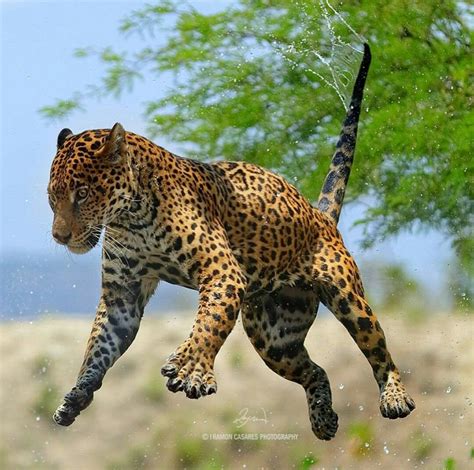Panthera Onca