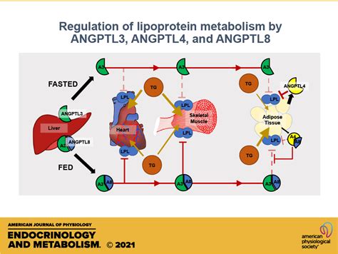 Regulation Of Lipoprotein Metabolism By Angptl3 Angptl4 And Angptl8 American Journal Of