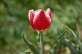 Hanakotoba (花言葉) is the japanese form of the language of flowers. チューリップ(赤)の花言葉～チューリップ(赤)の花言葉と名前の ...