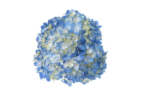 Shocking Blue – Golden Flowers