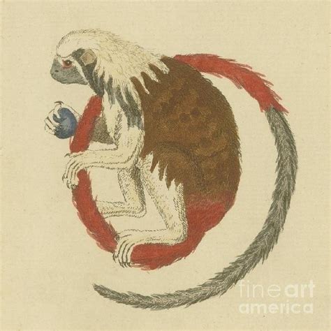 Marmoset Painting By Motionage Designs Fine Art America