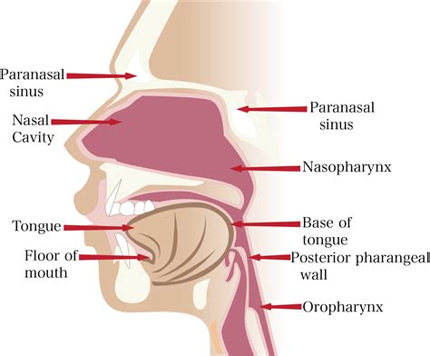 Knowledge of nasal cavity anatomy facilitates comprehension of the pattern of spread of tumors of nasal cavity carcinomas spread to adjacent sinuses depending on the location of origin: Anatomy Of The Nose And Nasal Cavity - slideshare
