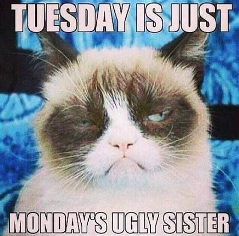 17 Best Images About Grumpy Kitty On Pinterest Grumpy Cat Humor Grumpy Cat Movie And Grumpy Cat