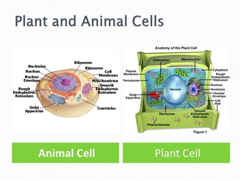 What are the differences between plant and animal organelles. PPT - Plant and Animal Cell Organelles PowerPoint ...