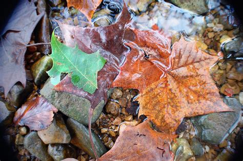 Autumn Leaves And River Rocks Stock Image Image Of Autumn Wedged 78029143