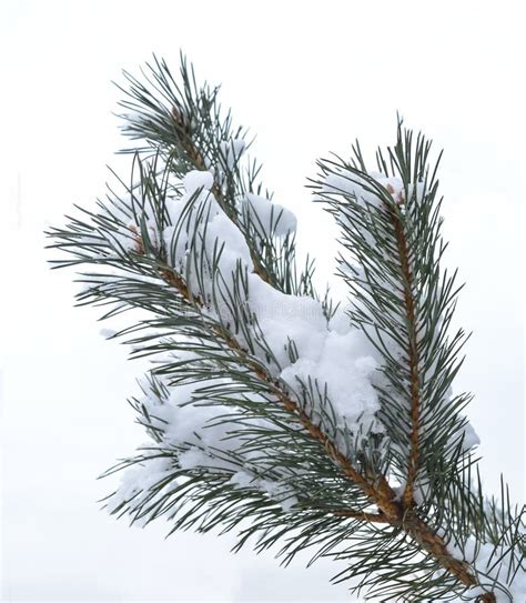 Pine Branches In The Snow Stock Photo Image Of Branches 84372730