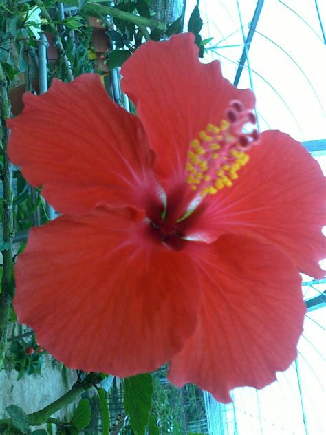 Bunga sampaguita ini kalau di indonesia adalah bunga melati. Petuapaje.blogspot.com: Bunga Kebangsaan Malaysia