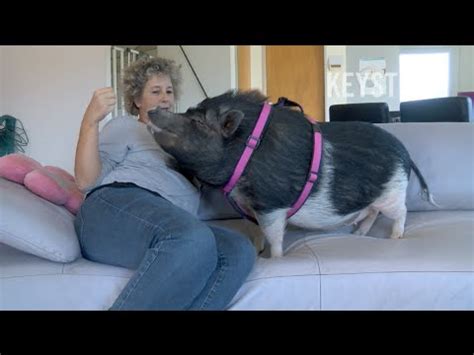 160+ beispiele aus aller welt. Ein Säuli zum Knuddeln: Mini-Pigs als Haustiere immer ...