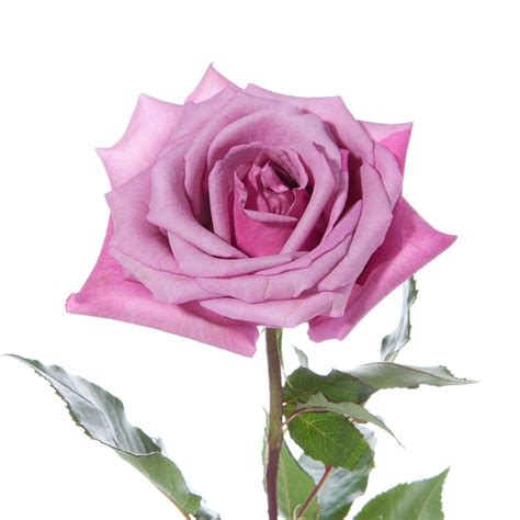 Lavender flowers for sale ireland. Purple Fragrance Lavender / Purple Roses - Our Flowers ...
