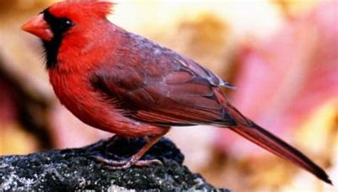 Color Phases Of Northern Cardinals Animals