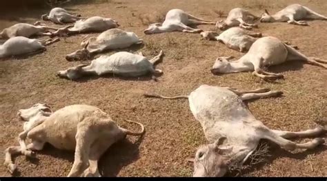 52 Cows Mysteriously Found Dead In Odishas Ganjam The Fact Now