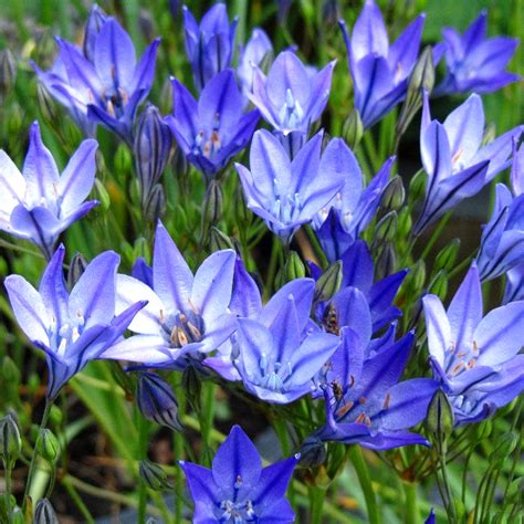 Summer Flowering Bulbs When To Plant How To Grow Summer Flowering