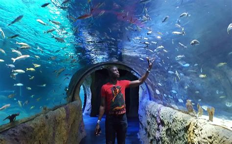 Sea Life Orlando Aquarium Lo Que Se Debe Saber Antes De Viajar