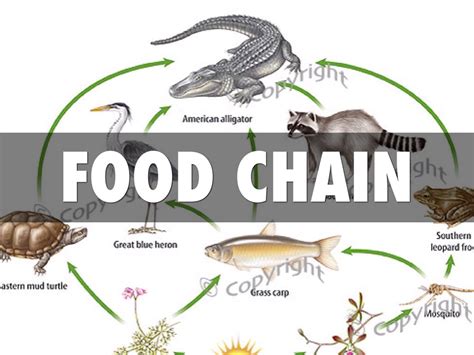 Alligators Food Chain Food Ideas
