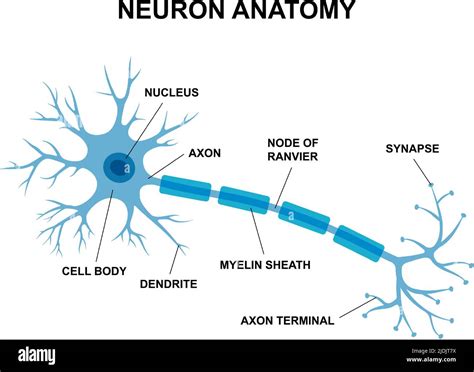 Infografía Vectorial De La Anatomía De La Neurona Gráfico Médico