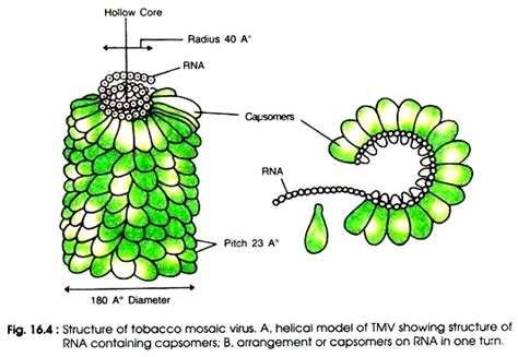 http://pixshark.com/tobacco-mosaic-virus-diagram.htm