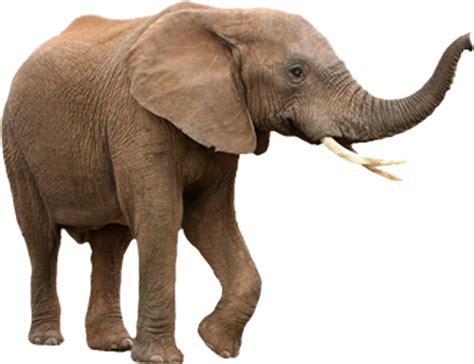 Elephant Nose Png