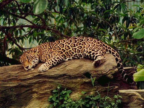 Jaguars often live near lakes, rivers and wetlands, and prefer to avoid open forests and grasslands. Jaguar
