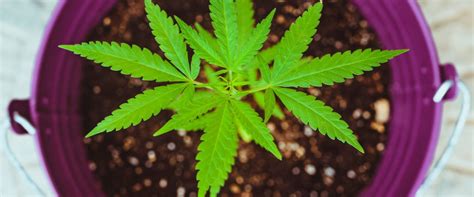 Typically speaking, drugs can be detected in your hair follicles for around 90 days, which is a long time if you know anything about typical drug testing. How to Pass a Hair Follicle Drug Test | The Weed Blog