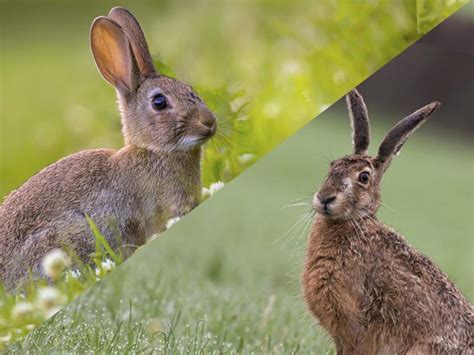 What Is The Difference Between Rabbits And Hares Characteristics And Behavior