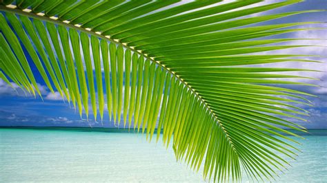 Palm Tree Leaf Above Beach Hd Palm Tree Wallpapers Hd Wallpapers Id