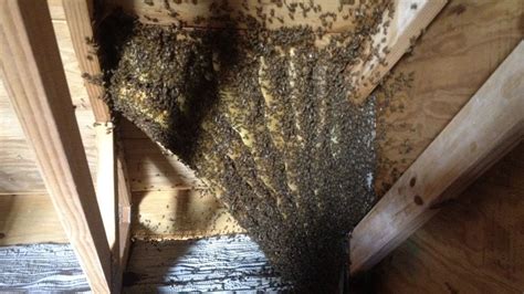 Bee Infestation In House Walls Alpine Farms Bee Removal