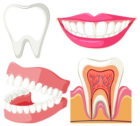 Diagram Showing Mouth And Teeth 293850 Vector Art At Vecteezy