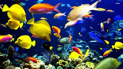 40 Beautiful Tropical Fish Pictures