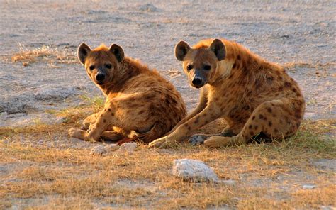 Hyena Hd Wallpaper Background Image 2560x1600