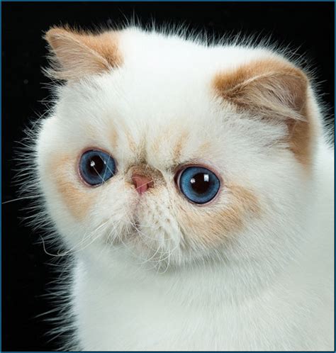 Loveknot Cattery Exotic Shorthairs And Persians