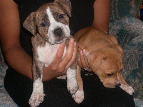 Neapolitan Mastiff Cross American Bulldog Puppies For Sale Adoption