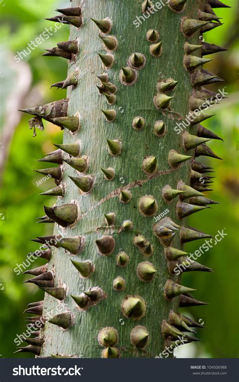 Tropical Tree Trunk With Sharp Thorns Stock Photo