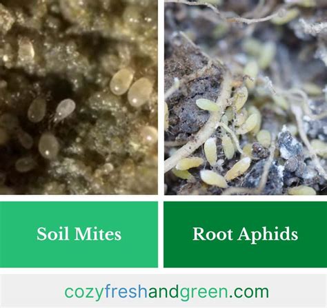 Am I Looking At Root Aphids Or Soil Mites How To Tell
