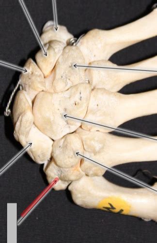 Appendicular Skeleton Carpals Hand Flashcards Quizlet