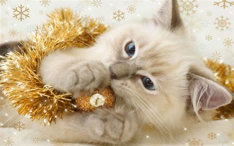 Cute Christmas Cat Wallpapers Top Free Cute Christmas Cat Backgrounds