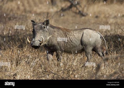 Warthog In Thornveld Hi Res Stock Photography And Images Alamy