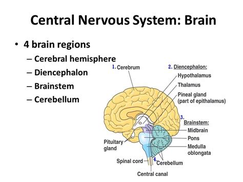 4 Parts Of The Central Nervous System Central Nervous System