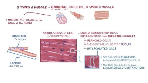 Cardiac Muscle Histology Osmosis