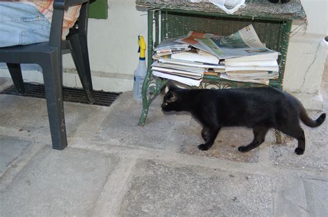 One Of The Six Toed Cats At Ernest Hemingway S Home Now A Museum Cats Ernest Hemingway