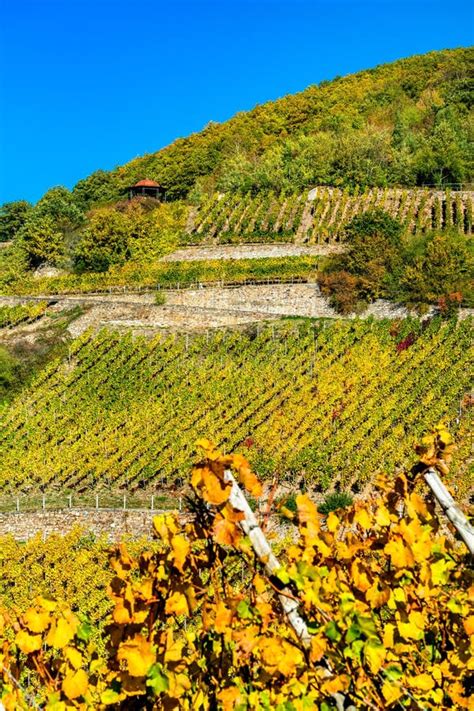 Rheingau Weinberge Bei Assmannshausen Im Oberen Mittelrhein Tal