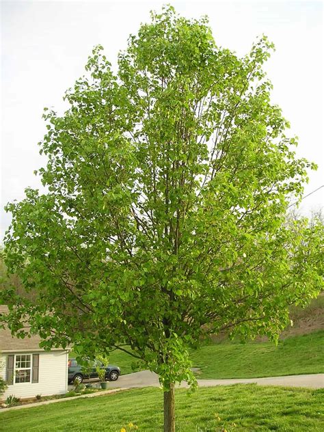 Why You Shouldnt Plant A Bradford Pear Tree In Your Landscape